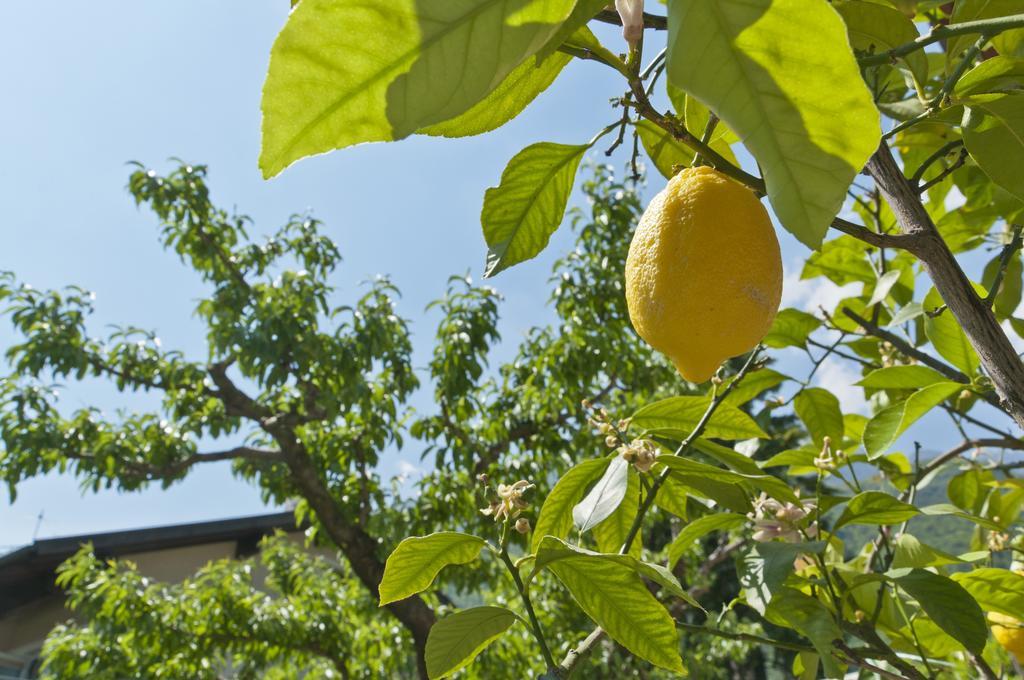 Ferienwohnungen Atz Termeno Ngoại thất bức ảnh